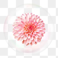 Pink dahlia png sticker, flower in bubble, Spring concept art, transparent background