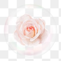 Pink rose png sticker, flower in bubble, Spring concept art, transparent background