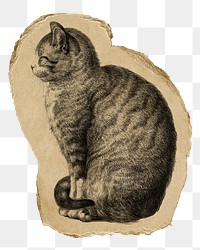 Png sitting cat sticker, Jean Bernard vintage illustration on ripped paper, transparent background