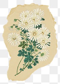 Png daisy sticker, flower vintage illustration on ripped paper, transparent background