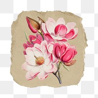 Png Magnolia campbellii sticker, flower vintage illustration on ripped paper, transparent background