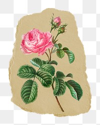 Png Redoute's Cabbage rose sticker, vintage illustration on ripped paper, transparent background
