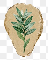 Png smilacina stellata sticker, Redoute's vintage illustration on ripped paper, transparent background