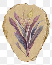 Png Cordyline fruticosa sticker, Redoute's vintage illustration on ripped paper, transparent background