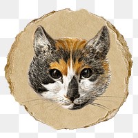 Png cat's head sticker, Jean Bernard's vintage illustration on ripped paper, transparent background