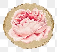 Png pink rose sticker, floral vintage illustration on ripped paper, transparent background