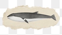 Png minke whale sticker, marine life vintage illustration on ripped paper, transparent background