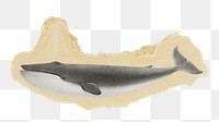 Png blue whale illustration sticker, marine life vintage illustration on ripped paper, transparent background