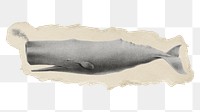 Png sperm whale sticker, marine life vintage illustration on ripped paper, transparent background