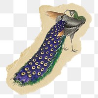 Png peacock sticker, Japanese vintage illustration on ripped paper, transparent background