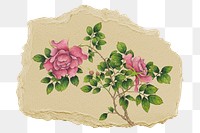 Png pink rose sticker, flower vintage illustration on ripped paper, transparent background