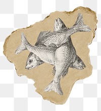 Png three fishes sticker, vintage illustration on ripped paper, transparent background