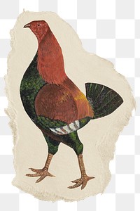 Png fighting cock sticker, vintage animal illustration on ripped paper, transparent background