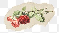 Png red rose sticker, vintage illustration on ripped paper, transparent background