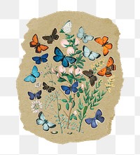 Png butterflies sticker, vintage insect illustration on ripped paper, transparent background