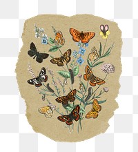 Png butterflies sticker, vintage insect illustration on ripped paper, transparent background