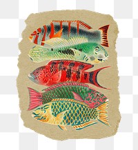 Png fish sticker, William Saville-Kent's vintage illustration on ripped paper, transparent background