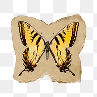Png butterfly sticker, vintage insect illustration on ripped paper, transparent background