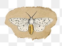 Png moth sticker, vintage insect illustration on ripped paper, transparent background