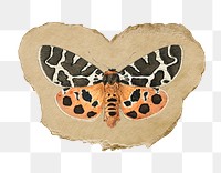 Png moth sticker, vintage insect illustration on ripped paper, transparent background