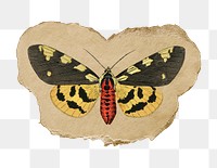 Png butterfly sticker, vintage insect illustration on ripped paper, transparent background