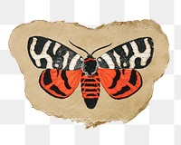Png moth sticker, vintage insect illustration on ripped paper, transparent background