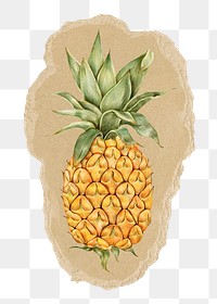 Pineapple fruit png sticker, ripped paper, transparent background