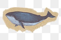 Blue whale png sticker, ripped paper, transparent background