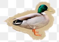 Mallard duck png sticker, ripped paper, transparent background