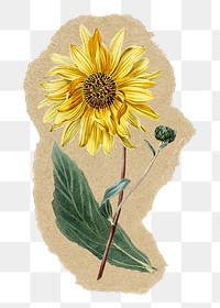 Sunflower png sticker, ripped paper, transparent background