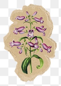 Barrett's penstemon flower png sticker, ripped paper, transparent background