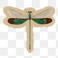 Dragonfly png sticker, ripped paper, transparent background