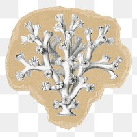 Sea coral png sticker, ripped paper, transparent background