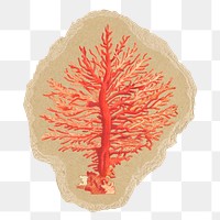 Sea coral png sticker, ripped paper, transparent background