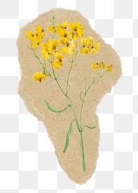 Aesthetic yellow flowers png sticker, ripped paper, transparent background