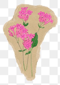 Sweet William flower png sticker, ripped paper, transparent background