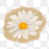 Marguerite flower png sticker, ripped paper, transparent background