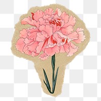 Carnation flower png sticker, ripped paper, transparent background