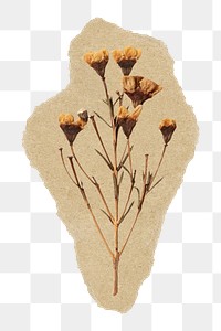 Dried Autumn flower png sticker, ripped paper, transparent background