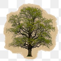 Lone tree png sticker, ripped paper, transparent background