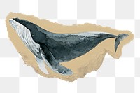 Watercolor whale png sticker, ripped paper, transparent background