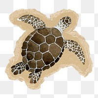 Watercolor sea turtle png sticker, ripped paper, transparent background