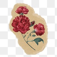 French rose flower png sticker, ripped paper, transparent background