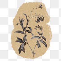 Aesthetic flowers png sticker, ripped paper, transparent background