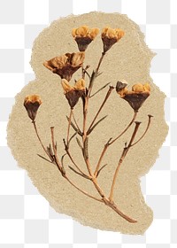 Autumn flowers png sticker, ripped paper, transparent background