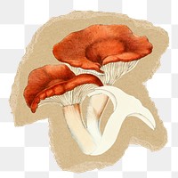 Mushroom png sticker, ripped paper, transparent background