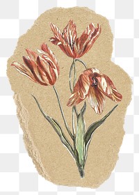 Tulip flower png sticker, ripped paper, transparent background