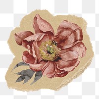 Pink dry flower png sticker, ripped paper, transparent background