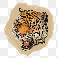 Roaring tiger png sticker, ripped paper, transparent background