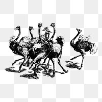 Ostrich birds png sticker, vintage animal illustration on transparent background. Free public domain CC0 image.